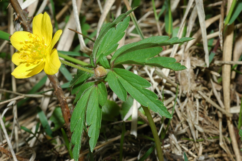 Fiori montani: Umbria 1500m s.l.m