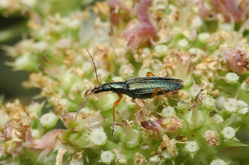 Stenostoma rostratum (Col. Oedemeridae)