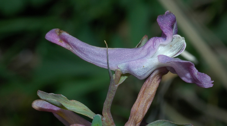 Fiori montani: Umbria 1500m s.l.m