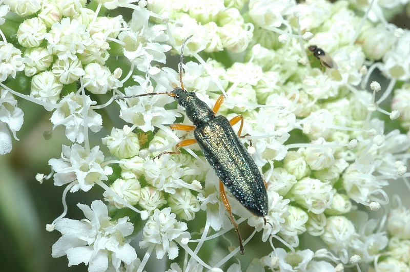 Stenostoma rostratum (Col. Oedemeridae)