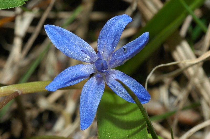 Fiori montani: Umbria 1500m s.l.m