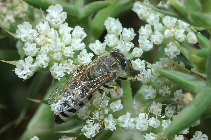 Bembix oculata