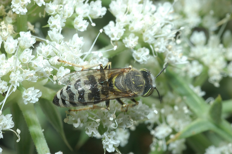 Bembix oculata
