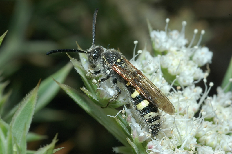 Imenottero Scoliidae: Colpa sexmaculata