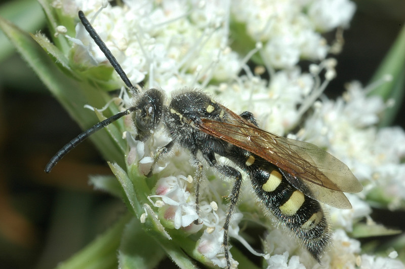 Imenottero Scoliidae: Colpa sexmaculata