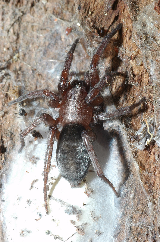 Gnaphosidae (Scotophaeus?)