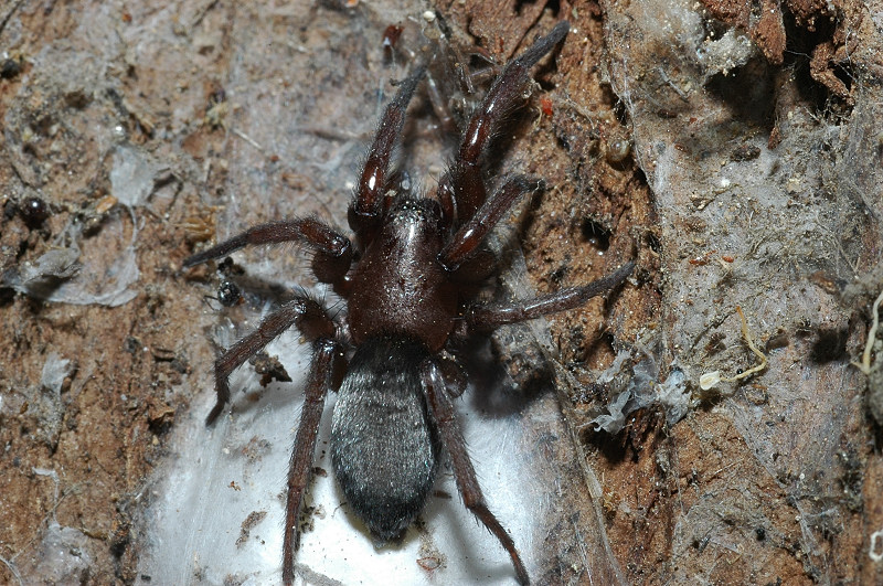 Gnaphosidae (Scotophaeus?)