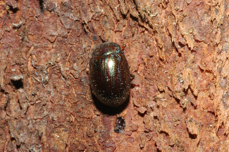 Chrysomelidae