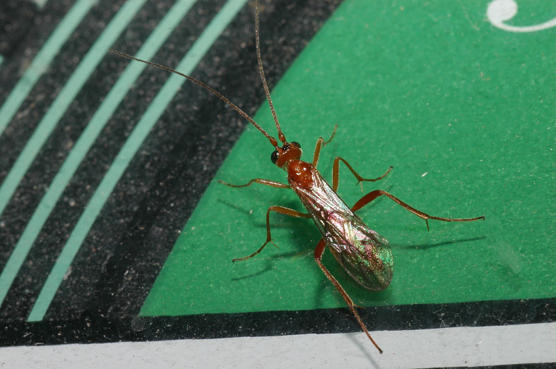 Imenottero Braconidae