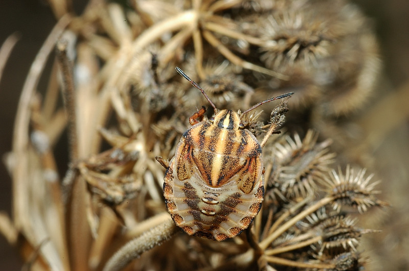 Dyroderes umbraculatus