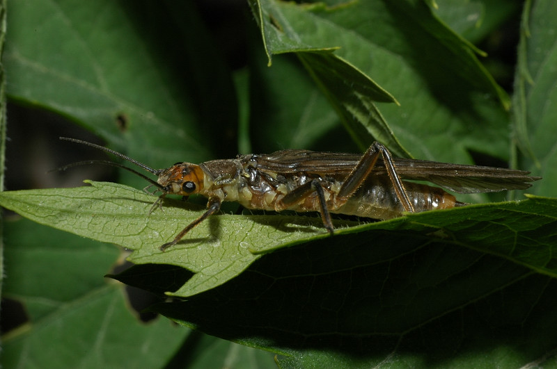 Isoperla sp.