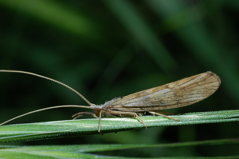 Odontocerum albicorne