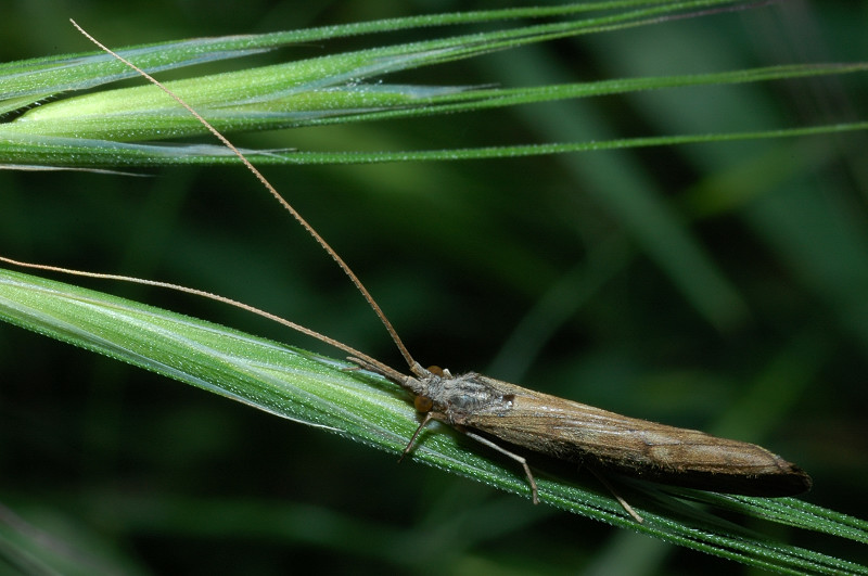Odontocerum albicorne