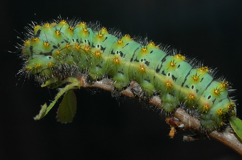 Bruco di Saturnia pavoniella