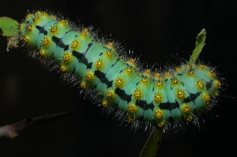 Bruco di Saturnia pavoniella