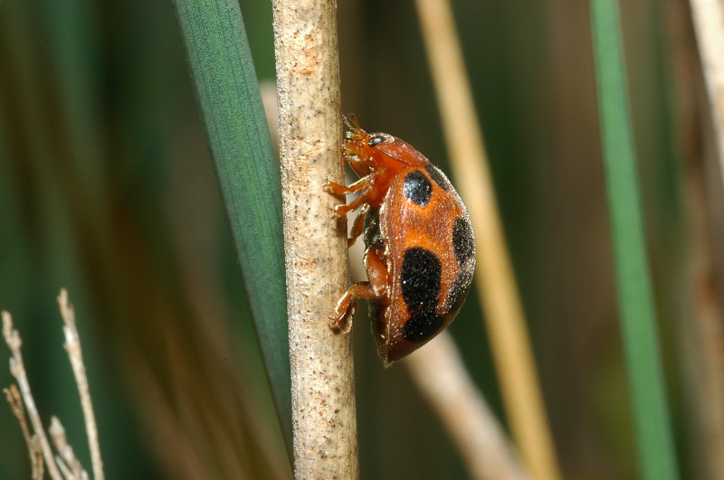 Coccinellidae: Henosepilachna elaterii