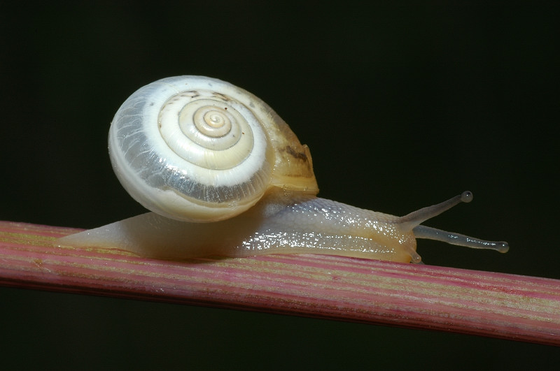 Monacha cartusiana