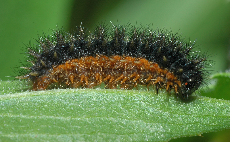 Bruco di Melitaea phoebe