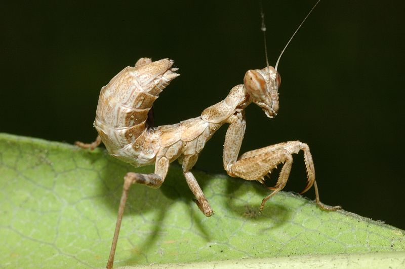 Ameles spallanzania