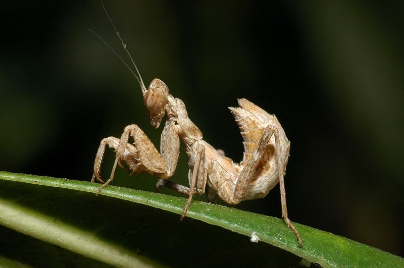 Ameles spallanzania