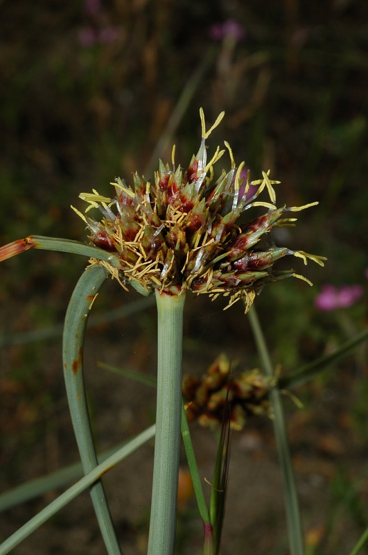 Cyperus capitatus  (=Cyperus kalli) / Zigolo delle sabbie