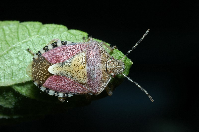 Emitteri: Eurydema oleracea e Dolycoris baccarum