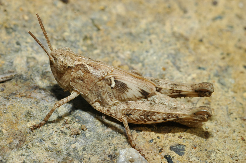 Oedipoda germanica e Pezotettix giornai