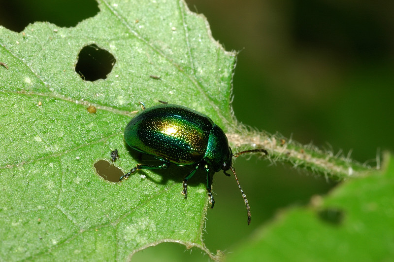 Chrysomelidae