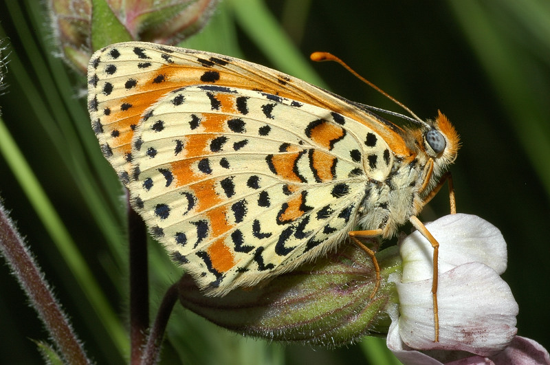 Bruco di Melitaea phoebe