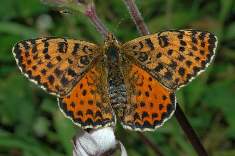 Bruco di Melitaea phoebe