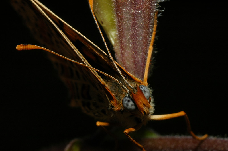 Bruco di Melitaea phoebe