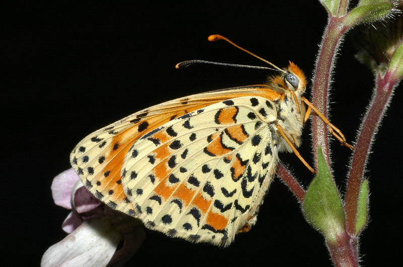 Bruco di Melitaea phoebe