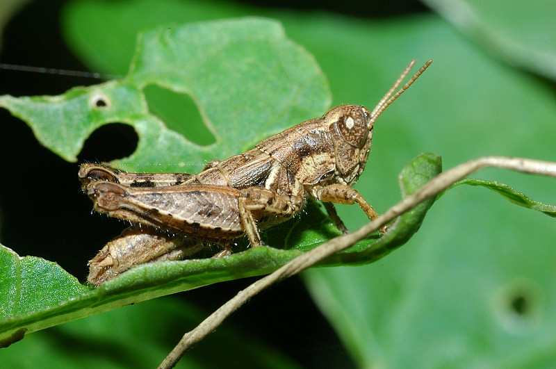 Oedipoda germanica e Pezotettix giornai