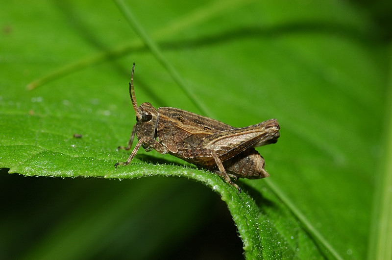 Due Tetrigidae: Tetrix cfr. subulata