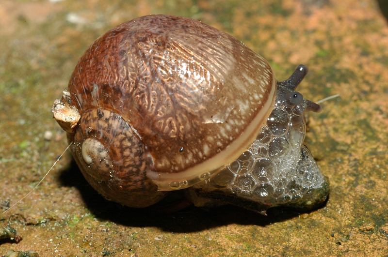 Strano Cantareus apertus?