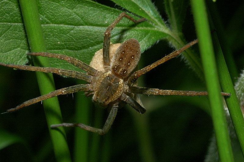 Dolomedes cfr plantarius