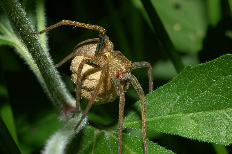 Dolomedes cfr plantarius