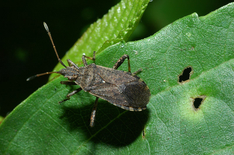 Ceraleptus gracilicornis