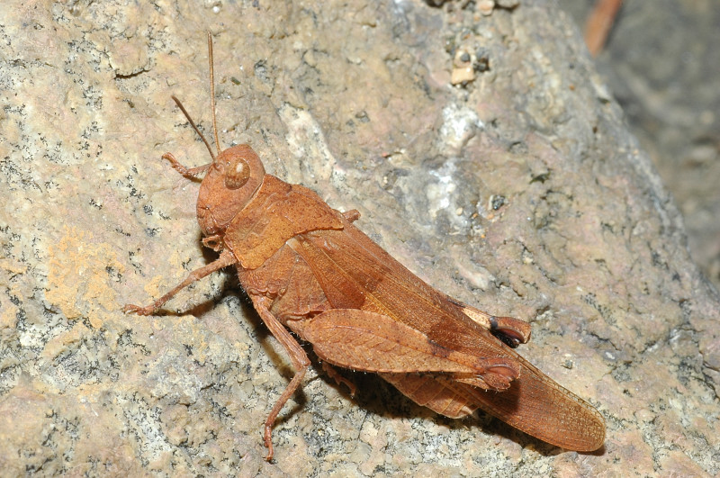 Oedipoda germanica e Pezotettix giornai