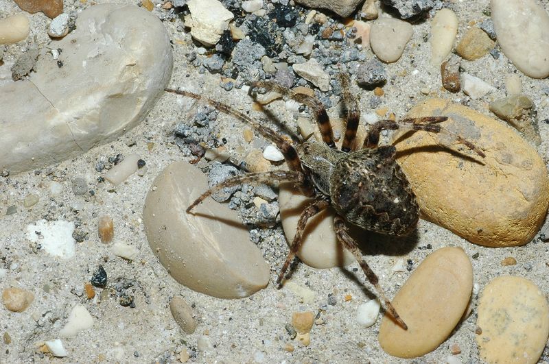 Araneus angulatus