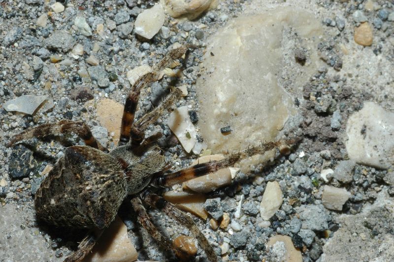 Araneus angulatus