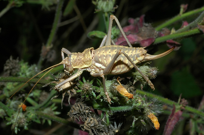 Bolivarius elegans