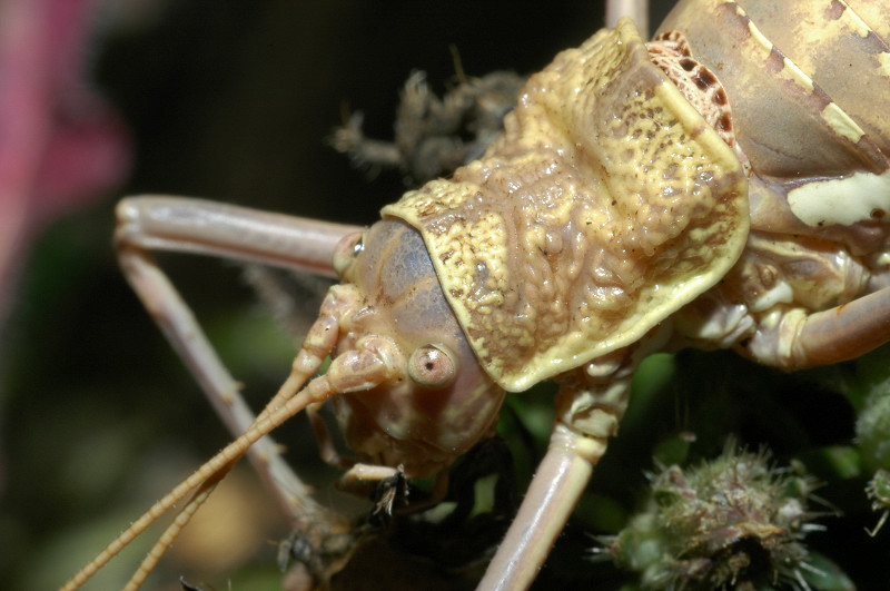 Bolivarius elegans