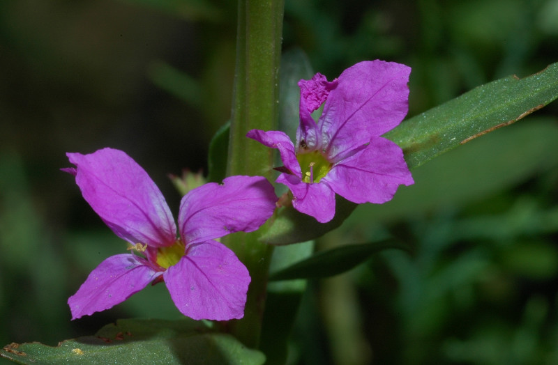 Lythrum junceum / Salcerella meridionale