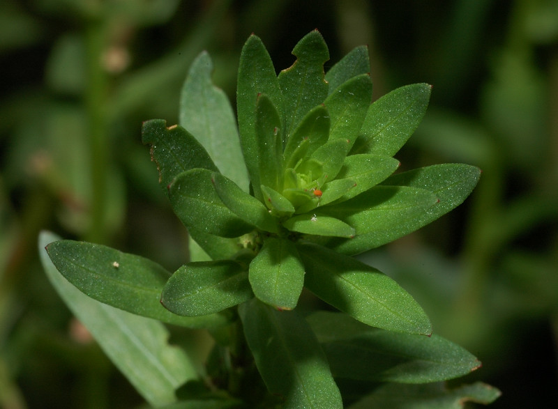 Lythrum junceum / Salcerella meridionale