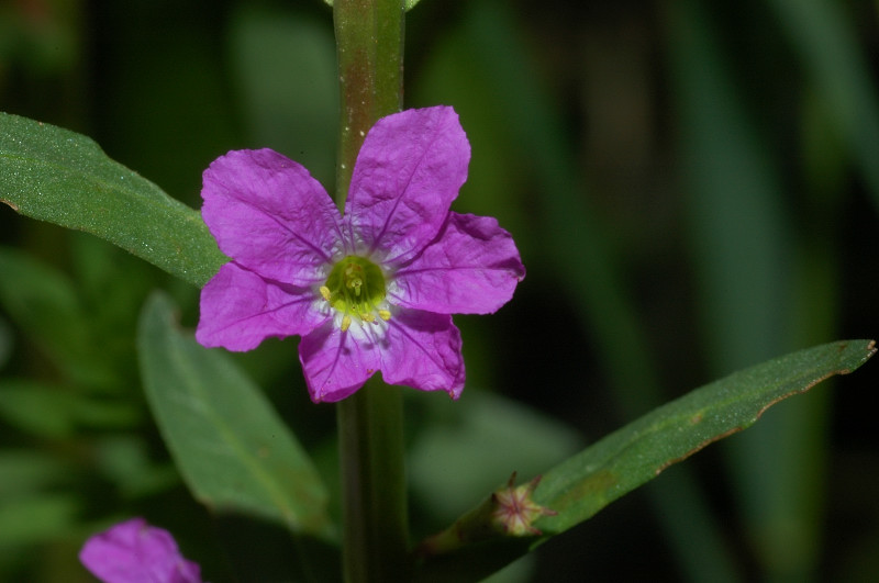 Lythrum junceum / Salcerella meridionale