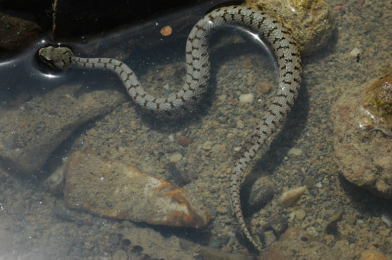 Vipera aspis in acqua