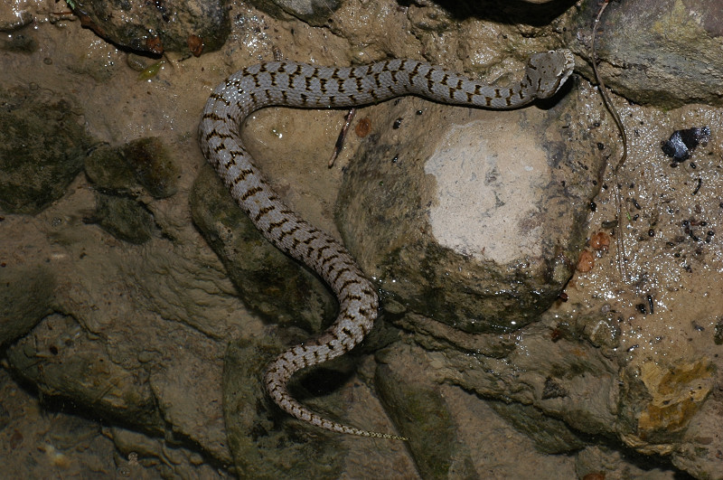 Vipera aspis in acqua