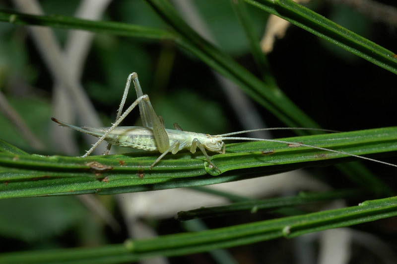 Oecanthus pellucens