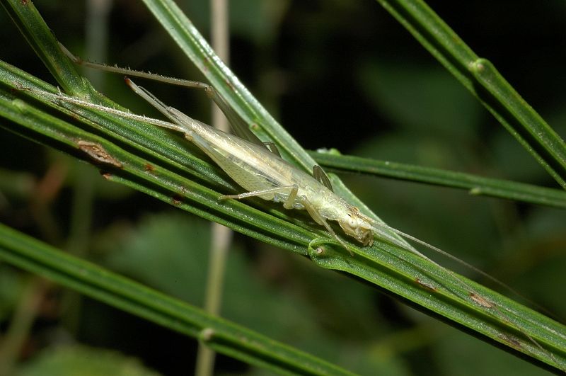 Oecanthus pellucens